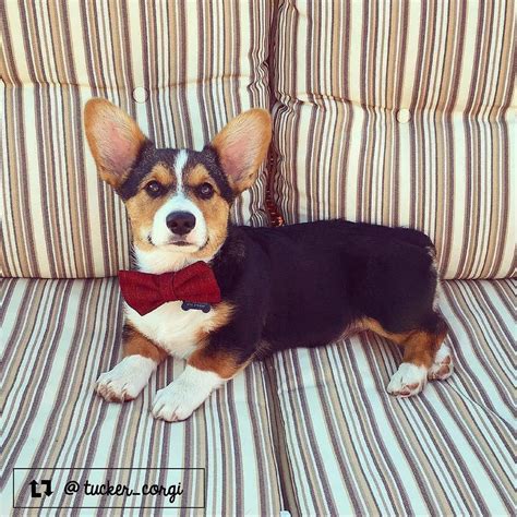 Puppyfinder.com is your source for finding an ideal pembroke welsh corgi puppy for sale in usa. Tucker the Pembroke Welsh Corgi from San Antonio TX | Dog bowtie, Corgi, Pup