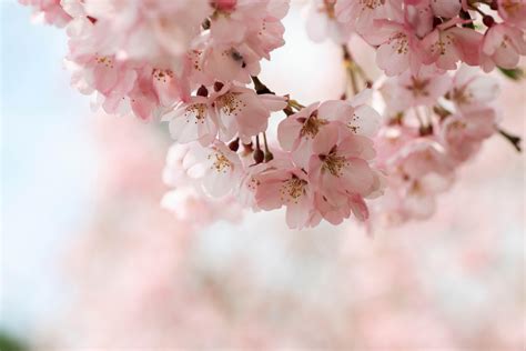 Cherry Blossom Wallpaper Hd Cherry Blossom Background Images