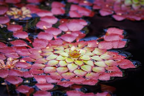 Mosaic Plantflower Ludwigia Sedoides Bonpl Hhara Lesleyb Flickr
