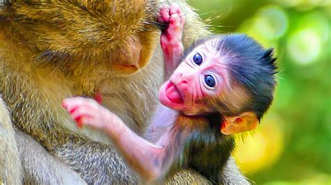 Most Adorable Baby Monkey Newly Baby Looks So Cute In The Hand For