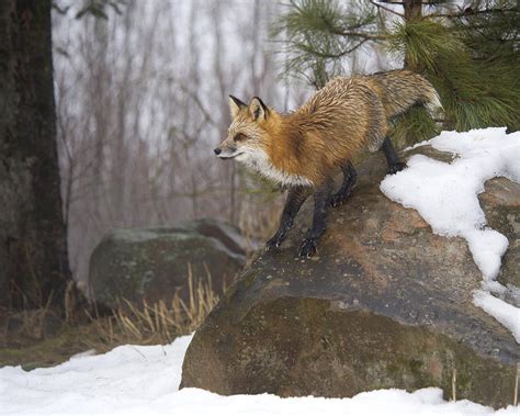 Fox Red Vulpes Fulva Photograph By Carol Gregory Fine Art America