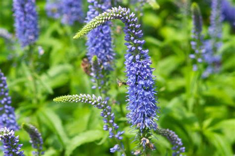 Spiked Speedwell Plant Veronica Care And Growing Guide