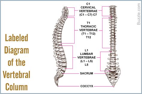 Back bone — columna vertebralis … the backbone consists of many small bones, called vertebrae, held together by… … A List of Bones in the Human Body With Labeled Diagrams - Bodytomy