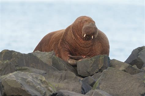 Walrus Spotted In Northumberland A Month After Wally Returned To Arctic