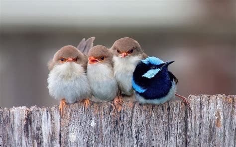Funny Birds Wallpaper