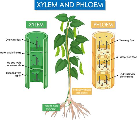 Plant Structure Xylem And Phloem