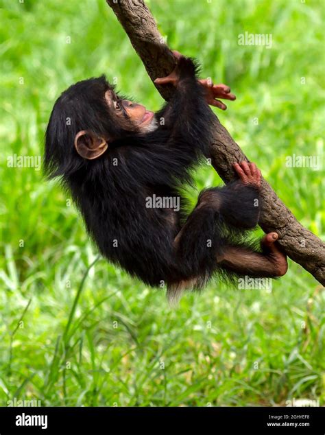 Chimpanzee Head Hi Res Stock Photography And Images Alamy