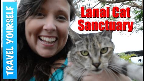 Lanai Cat Sanctuary In Hawaii Youtube