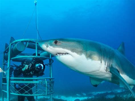 Port Lincoln Now Shark Diving Capital As Mexico Cape Town Sink The