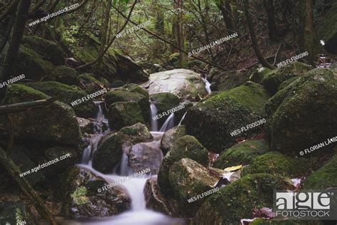 Japan Yakushima Waterfall In The Rainforest Unesco World Heritage Natural Site Stock Photo