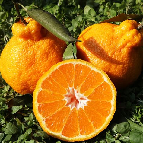 Best Quality Sweet Fresh Mandarin Orangefresh Orangenaval Orange
