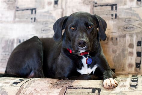 Free Images Puppy Black Vertebrate Labrador Retriever Ideahive