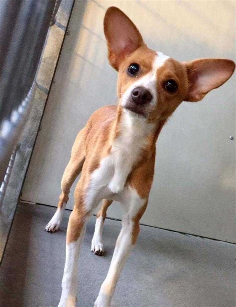 Chihuahua Dog For Adoption In Calimesa Ca Adn 415704 On Puppyfinder