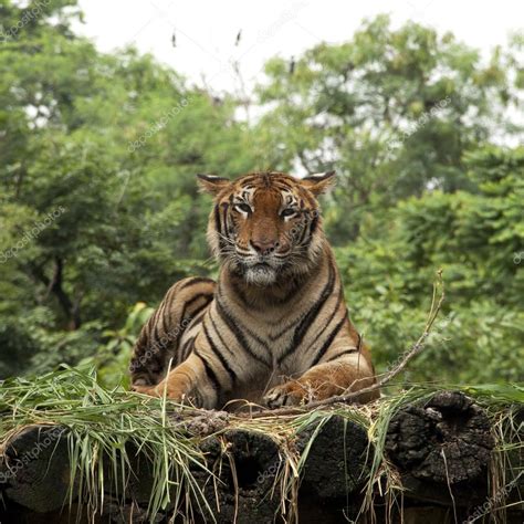 Bengal Tiger — Stock Photo © Kungmangkorn 41792421