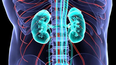 Mayo Clinic Q And A Understanding Continual Kidney Illness Oldernews