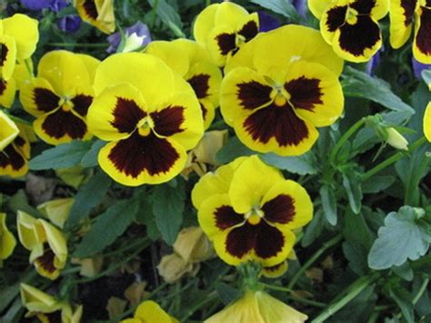 Long weekend getaways with if you visit loveland during the spring when the flowers in the garden are in bloom, the place is. The Best Time to Plant Flowers in Ohio | Hunker