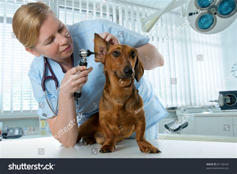Veterinarian Doctor Making Check Up Of A Dachshund Stock Photo 81166435