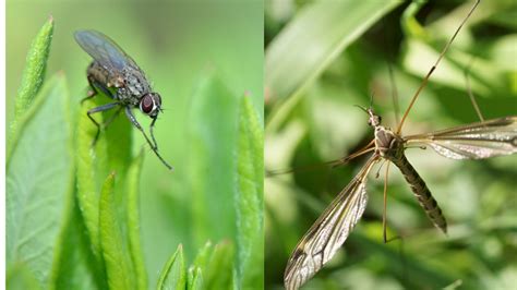 What Is A Group Of Gnats Called Gnats Collective Nouns Online