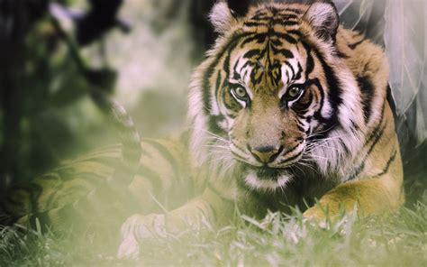 Wallpaper Tiger Wildlife Big Cats Zoo Whiskers Predator Fauna