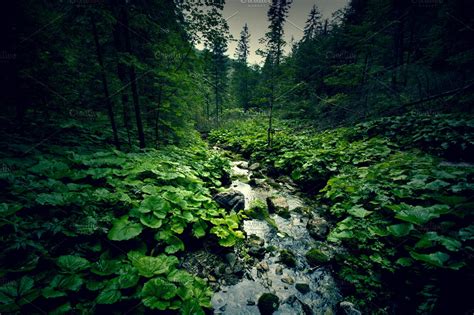 Dark Green Forest And River High Quality Nature Stock Photos