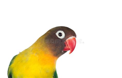 Nice Parrot With Red Beak And Yellow And Green Plumage Stock Photo