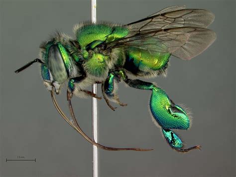 Orchid Bees The Euglossines