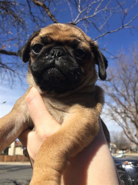 Our New Puppy Oscar Apricot Pug Chien