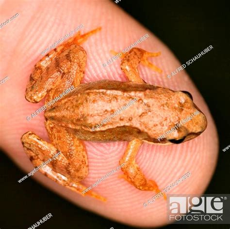 Common Frog Grass Frog Rana Temporaria Stock Photo Picture And