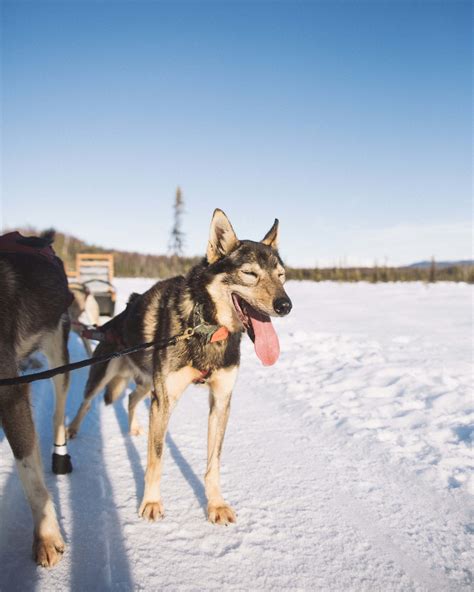 Talkeetna Dog Sledding From Anchorage
