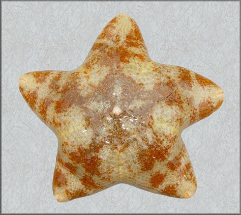 Pteraster Tesselatus Ives 1888 Slime Star
