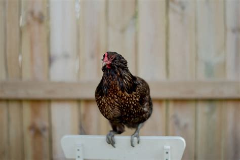 backyard chicken flock best breeds for suburbia oak abode