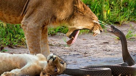 Tragedy Of Lion Aaccidentally Angering Cobra In The Wild Lion Vs Bear