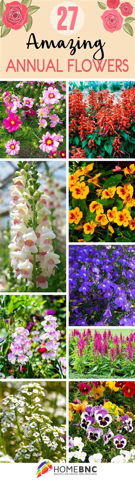 27 Amazing Annual Flowers To Plant In Your Garden Annual Flowers