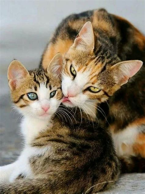 Mother Cat And Kitten Cats Kittens Cutest Kittens
