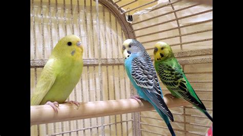 50 Minutes Budgies Parakeets Singing Chirping Talking