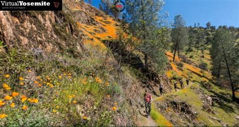 Virtual Yosemite Wildflowers On The Hite Cove Trail Sierra News Online