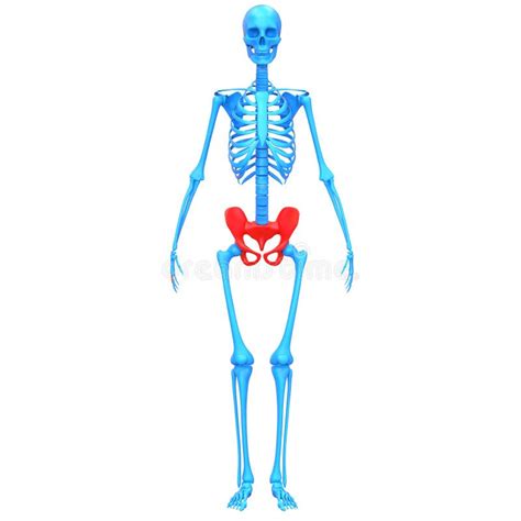 Human Pelvis And Skeleton Stock Illustration Illustration Of Black