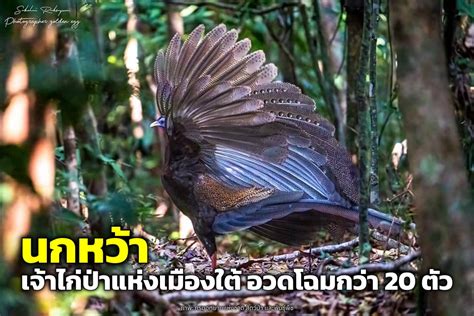 “นกหว้า” สัตว์ป่าหายาก กว่า 20 ตัว อวดโฉมหน้ากล้องดักถ่ายใน ขสปกะทูน