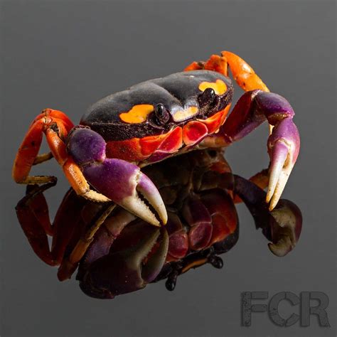 How Big Do Halloween Hermit Crabs Get Anns Blog