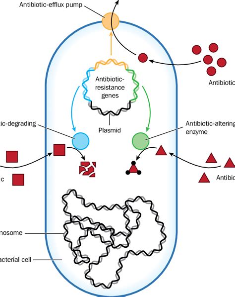 Mechanisms Of Antibiotic Resistance In Bacteria Download Scientific