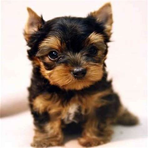 There will be an additional charge for full akc registration. Teacup Yorkshire Terrier For Sale - Gloria Teacup Yorkies Sale