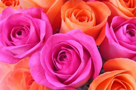 15 pictures that prove orange and pink is the best color combination good color combinations