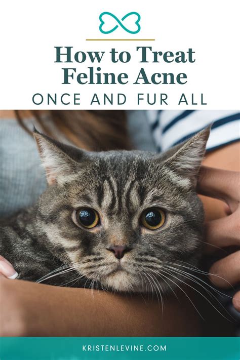 How To Treat Cat Acne Once And Fur All Pet Living Feline Acne Cat