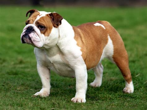 The pros and cons of tail amputation for english bulldogs. Bulldog reviews - reviews from real people who own bulldog ...