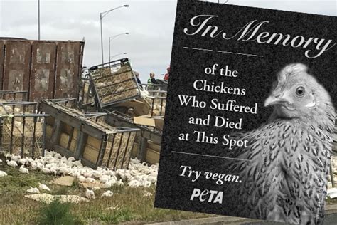 Peta Calls For Roadside Memorial For Chickens Killed In Truck Crash