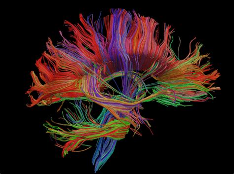 PDF Descarga La Revista Neurociencias Descubriendo El Cerebro Y La