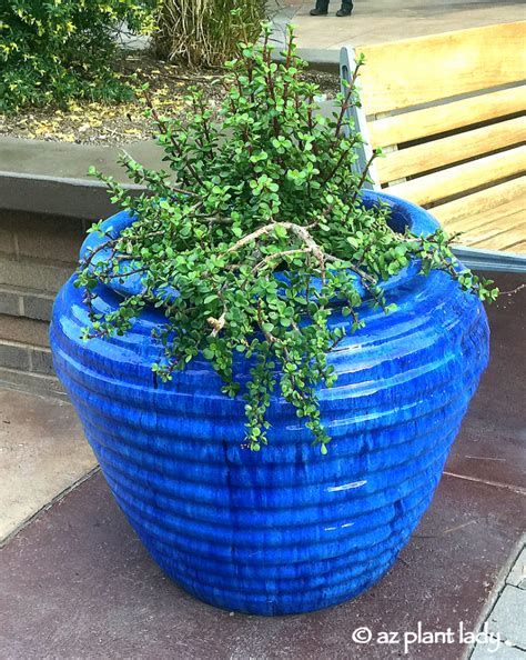 How To Add A Splash Of Color To Your Garden With Pots