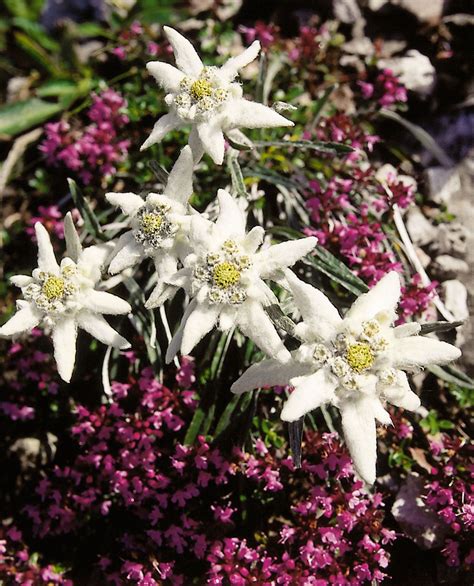 Berichten over edelweiss geschreven door wobke. edelweiss.jpg (1200×1486) | Edelweiss flower, Beautiful ...