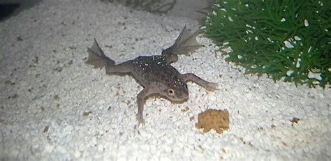 They will bite what seems tasty! African dwarf frog. Completely aquatic! They stay very ...