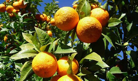 Spains Seville Oranges Find A New Use In Energy Production Greencitizen